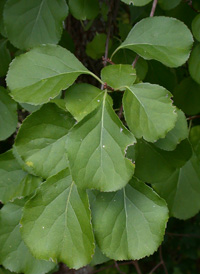 Oriental Bittersweet-vine