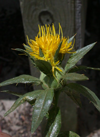 Safflower