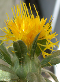 Safflower