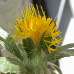 Safflower Safflower