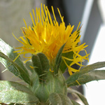 Safflower