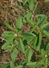 Glandular Croton