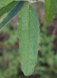 Glandular Croton