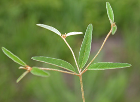 Willdenow's Croton