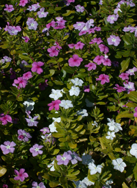 Madagascar Periwinkle