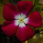 Madagascar Periwinkle Madagascar Periwinkle
