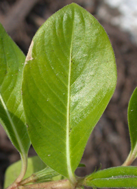 Madagascar Periwinkle