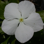 Madagascar Periwinkle Madagascar Periwinkle