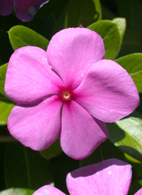 Madagascar Periwinkle