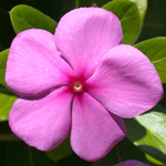 Madagascar Periwinkle Madagascar Periwinkle