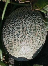 Cantaloupe