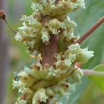 Compact Dodder Compact Dodder