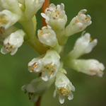 Gronovius' Dodder Gronovius' Dodder