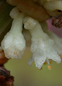 Five-angled Dodder