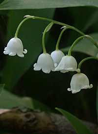 European Lily-of-the-valley