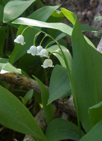 European Lily-of-the-valley