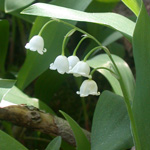 European Lily-of-the-valley European Lily-of-the-valley