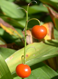 European Lily-of-the-valley