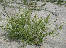 Winged Pigweed