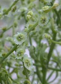 Winged Pigweed