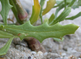 Winged Pigweed