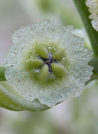 Winged Pigweed