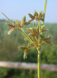 Slender Flat-sedge