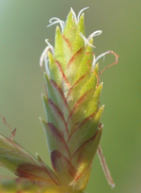 Slender Flat-sedge