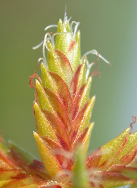 Slender Flat-sedge