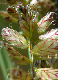 Slender Flat-sedge