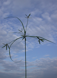 Compressed Flat-sedge