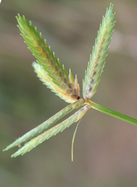 Compressed Flat-sedge