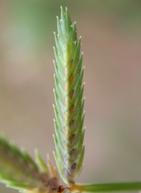 Compressed Flat-sedge