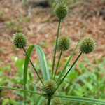 Globe Flat-sedge