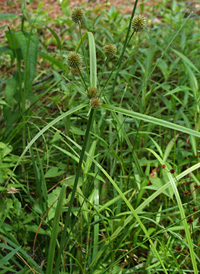 Globe Flat-sedge