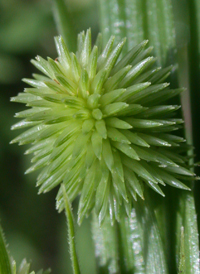 Globe Flat-sedge