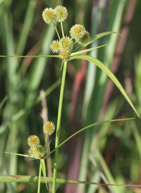 Globe Flat-sedge