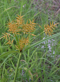 Yellow Nut-sedge