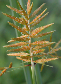 Yellow Nut-sedge