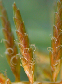 Yellow Nut-sedge