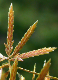 Fern Flat-sedge