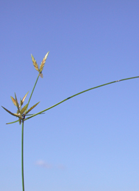 Fern Flat-sedge