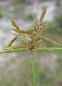 Fern Flat-sedge