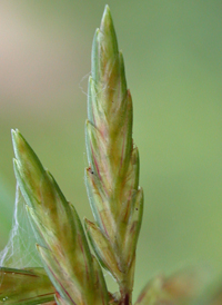 Fern Flat-sedge