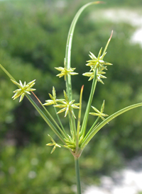 Gray's Flat-sedge