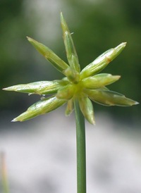 Gray's Flat-sedge