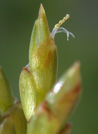 Gray's Flat-sedge