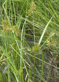 Ricefield Flat-sedge