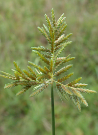 Ricefield Flat-sedge