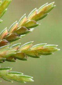 Ricefield Flat-sedge